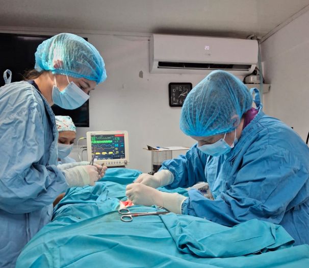 VitalVet Cartago Manejo Heridas