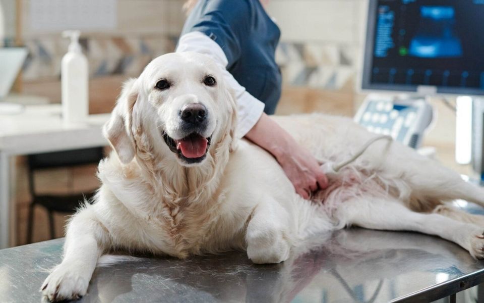 descuento vitalvet marzo 2026