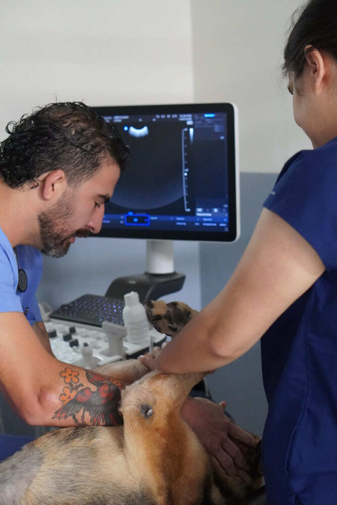 veterinaria costa rica vitalvet cartago 30 veterinaria costa rica vitalvet cartago 30