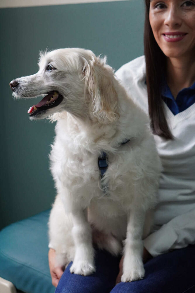 veterinaria costa rica vitalvet cartago 82 veterinaria costa rica vitalvet cartago 82