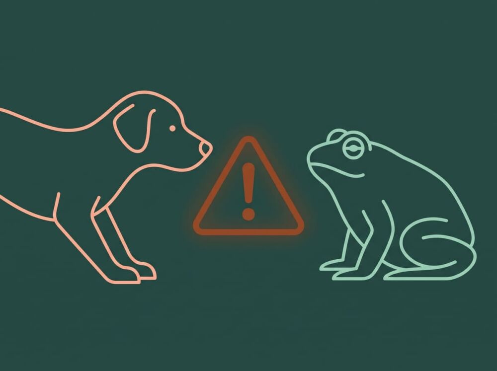 que hacer perro lame muerde sapo vitalvet que hacer perro lame muerde sapo vitalvet
