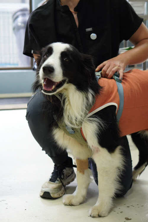 vitalvet cartago hospital (1) vitalvet cartago hospital (1)